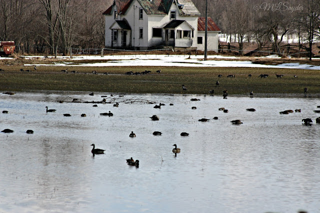 Winter flooding