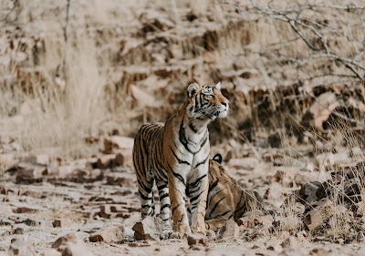 Ranthambore National Park, India Eyes wide shut - tiger in the wild