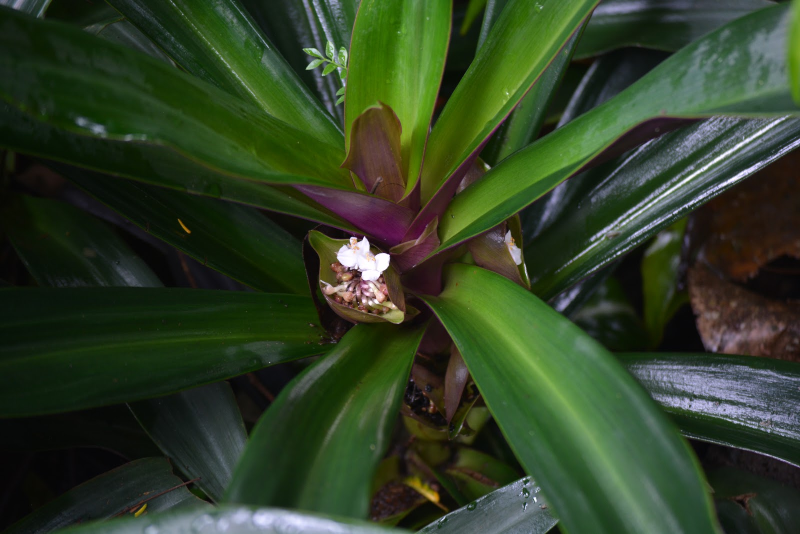 Rheo spathacea