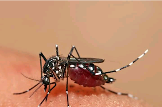 Everything you need to know about Dengue fever