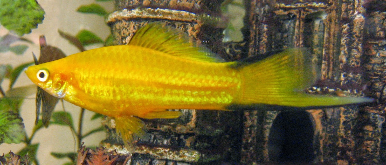 Freshwater Frenzy Swordtail Fact Sheet