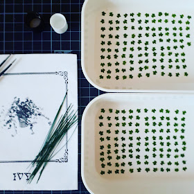 1/12 scale ivy plant kit instructions laid out on a cutting mat alongwith two small white trays holding q total of 245 teeny tiny ivy leaves, arranged neatly in rows.