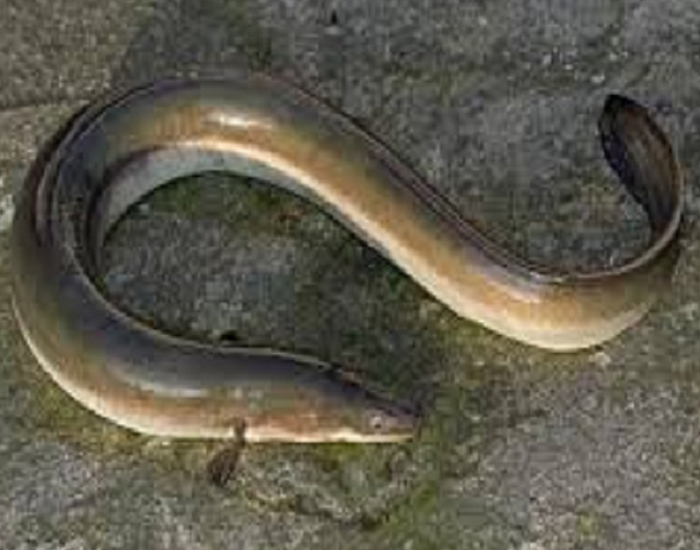 Jual Sidat Kabupaten Bogor Ikan Sidat (Eel)