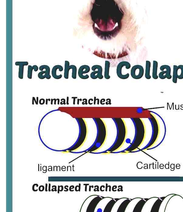 My Reference Tracheal Collapse Dog With Collapsed Trachea