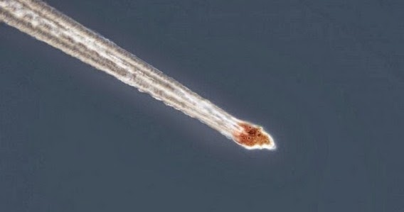 Tafsir Mimpi Benarkah Meteor Memiliki Energi Mistik