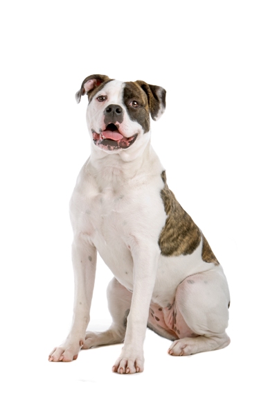 Are Bulldogs Good Indoor Dogs Are Bulldogs Good Indoor Dogs