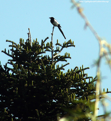 Gazza - magpie - Fotografie della gazza