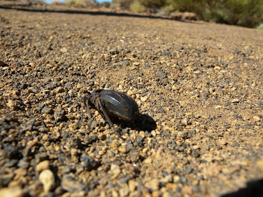 Naturaleza Muerta