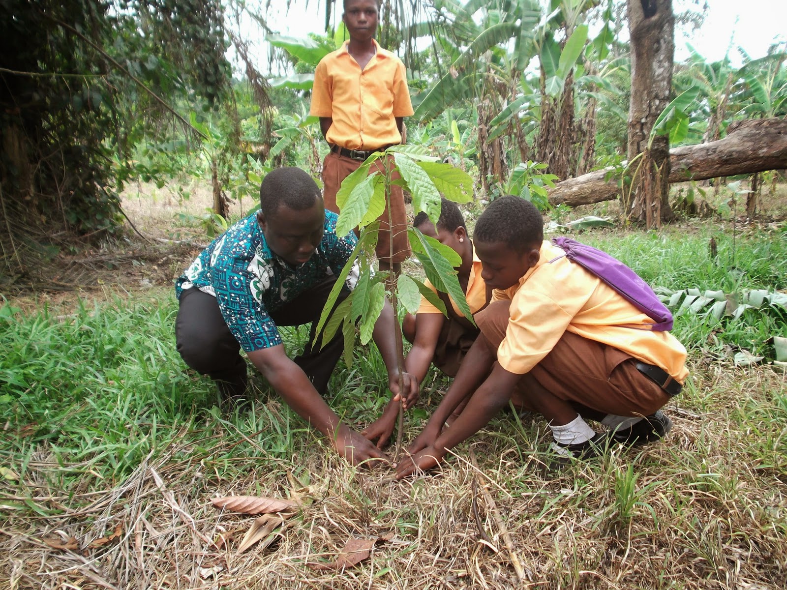 4-H Million Trees Project- Ghana: Planting Cocoa Trees for a ...