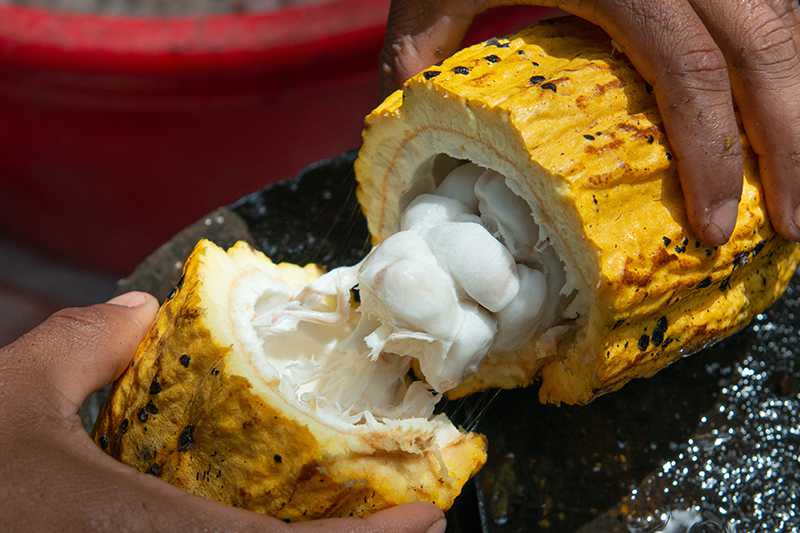 Corn Flour Kaise Banta Hai chocolate kaise banta hai