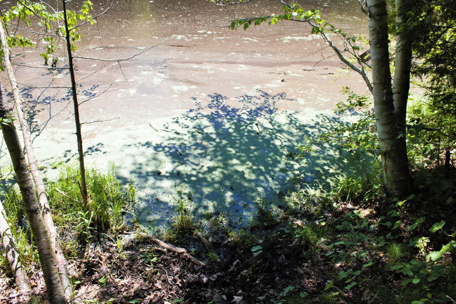 YOURk News and Events York Region Forests Map Developed Trails