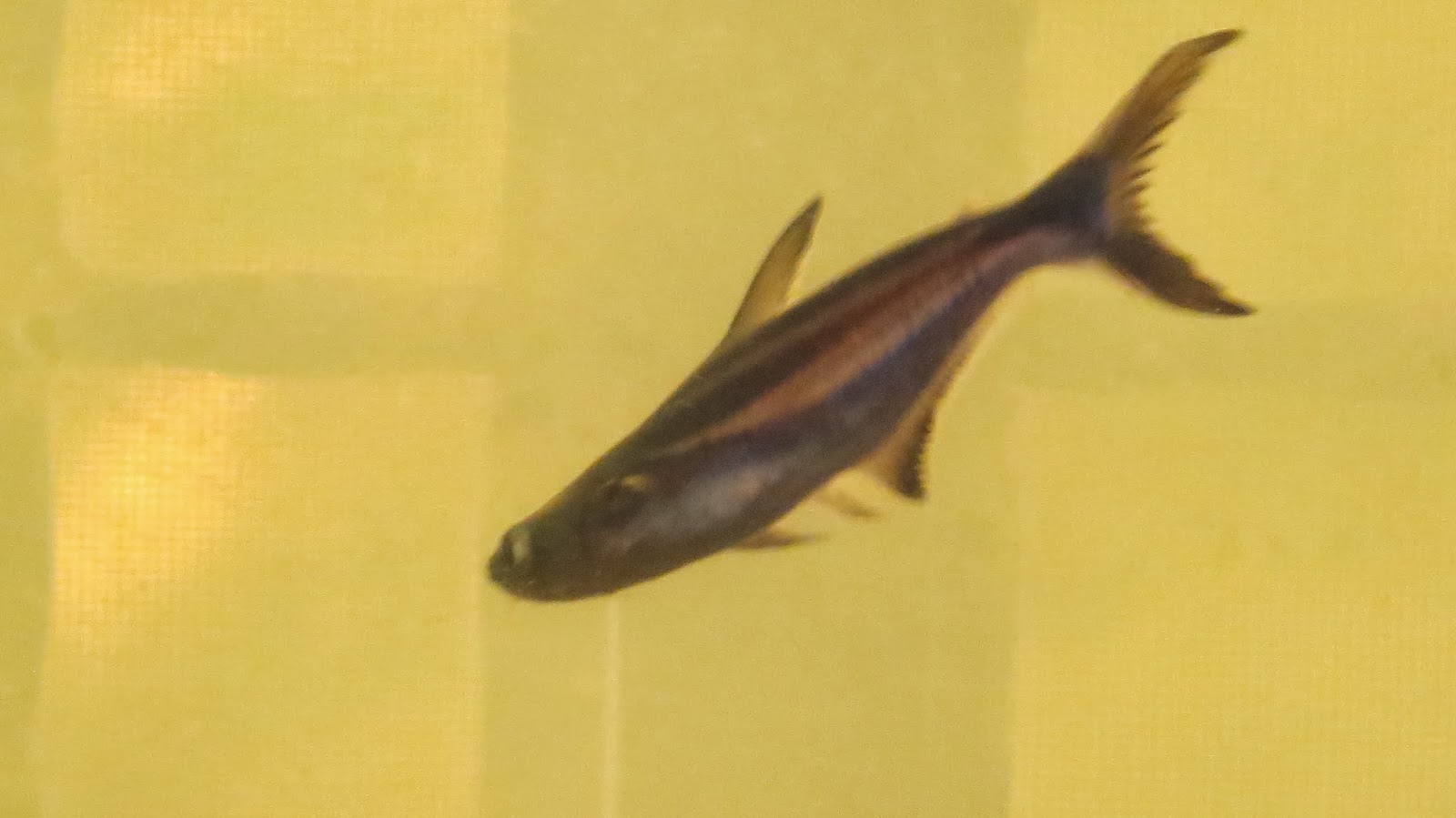 Photography with Dr. Ernie. Goldfish, Silver Dollar and Hammerhead Aquarium fishes