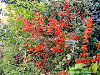 haie de buisson ardent