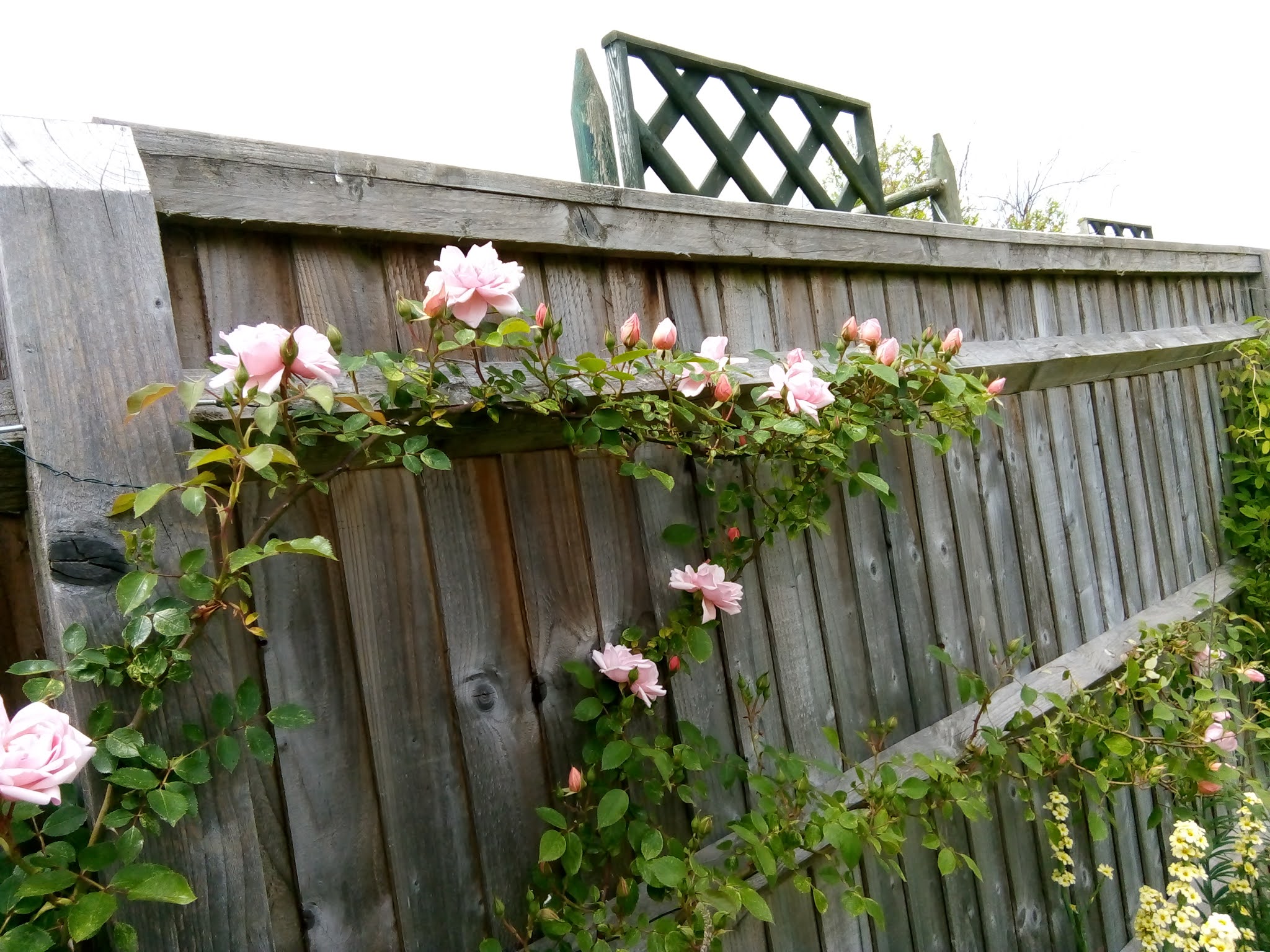 Rachel the Gardener How to get a fence covered in roses...