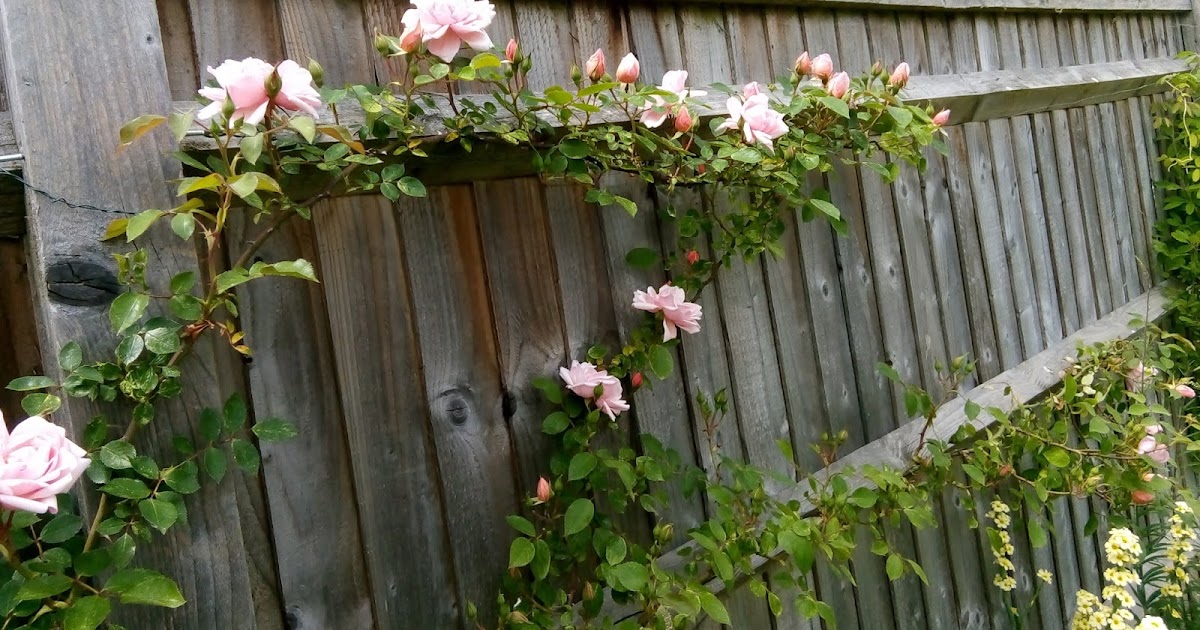 Rachel the Gardener How to get a fence covered in roses...
