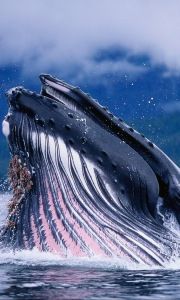 blue whale images