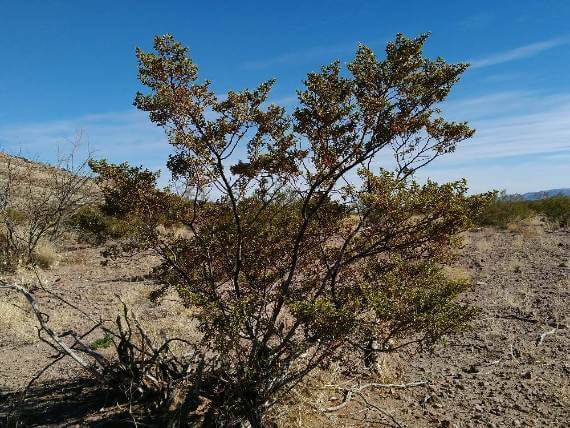 Creosote Bush The Native Plant That Can Get Rid Of Intestinal