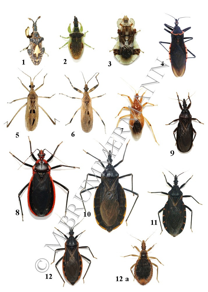 Arizona Beetles, Bugs, Birds and more Kissing Bug or not?