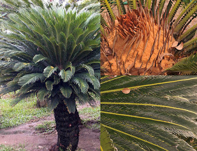 ต้นปรงญี่ปุ่น Sago ลักษณะ วิธีปลูก ดูแล Cycas revoluta