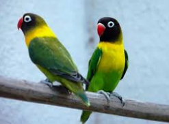 Harga Lovebird 2020 Terbaru