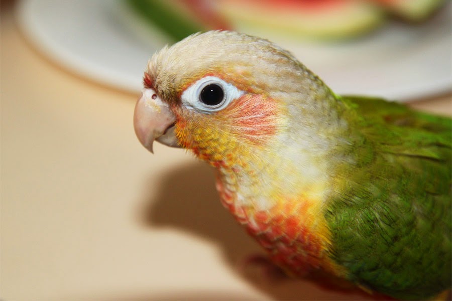 попугай киви. киви ожереловый попугай. попугай киви. волнистых попугаев на киви. можно киви волнистым попугаям.