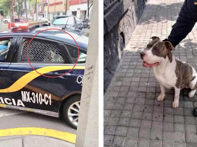 Policía pide 2,500 pesos para devolverle perro a familia 