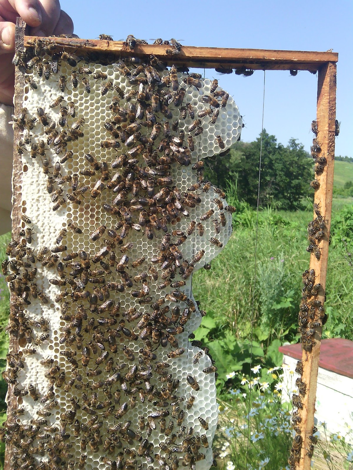 Эксперимент с подсадкой маток: роевой инстинкт не поддаётся контролю!