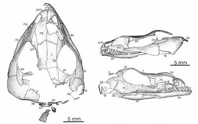 Saurorictus skull