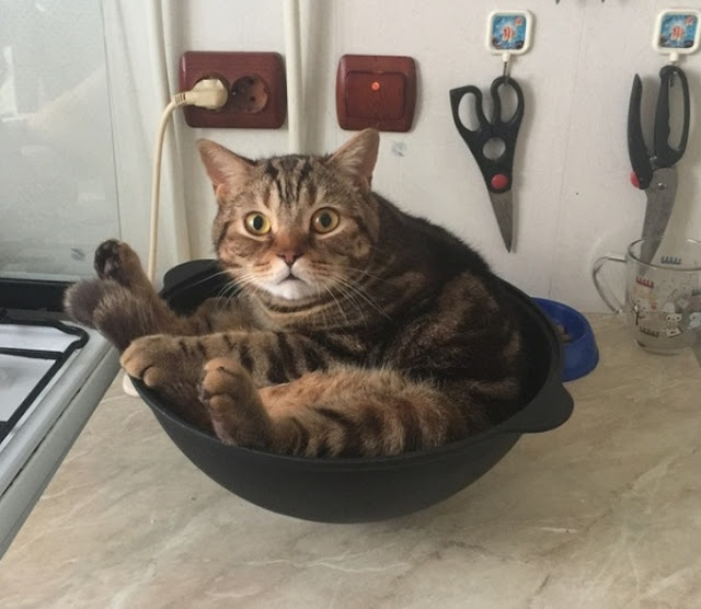 2. “My parents gave me a new bowl, but the cat decided he needed it more than me.”