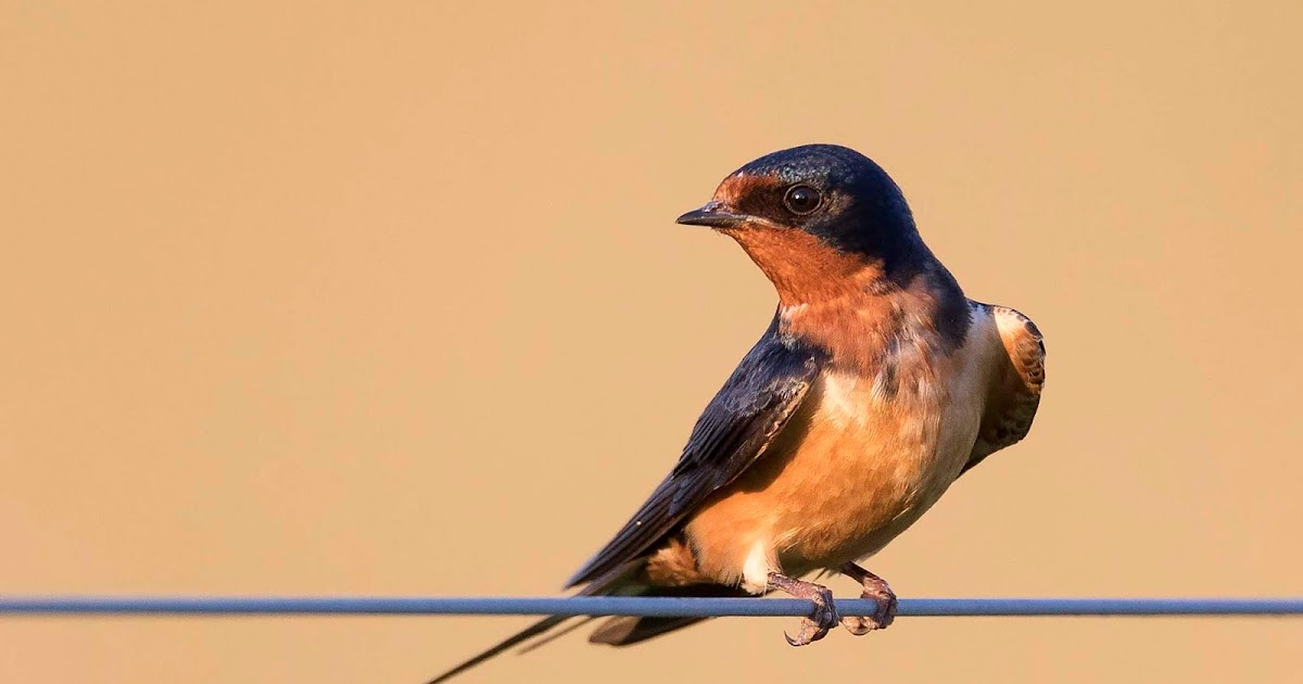 Ohio Birds And Biodiversity Barn Swallows In Golden Light