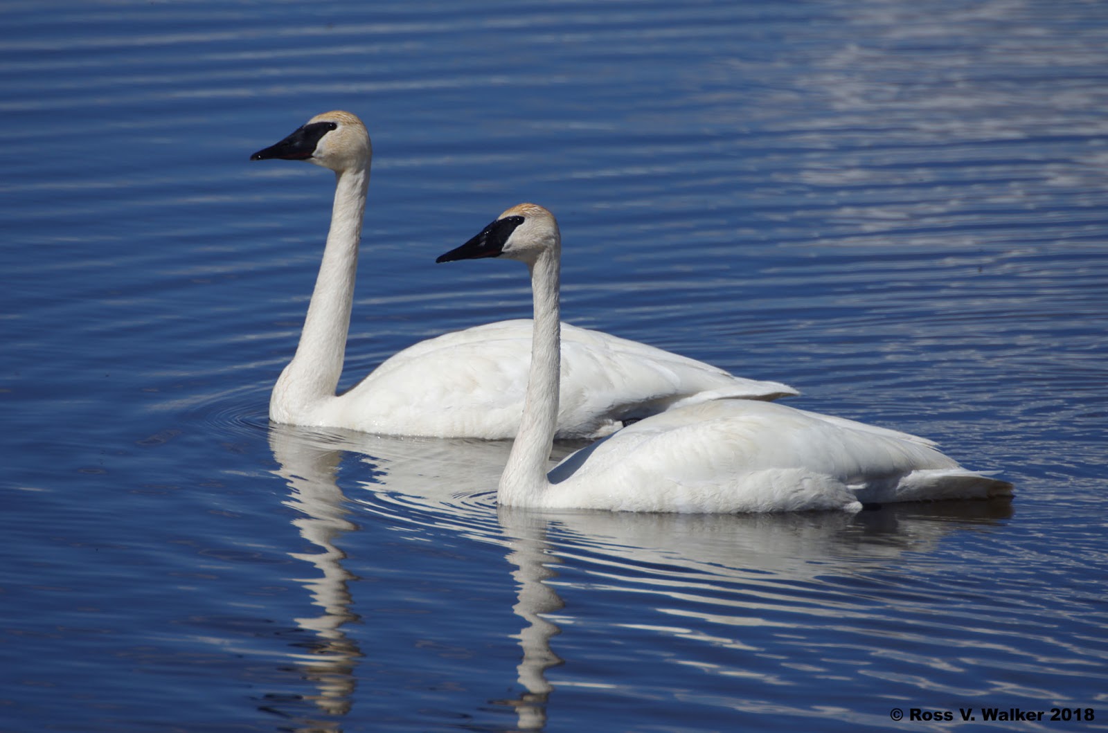 Ross Walker photography Trumpeter Swans Nesting