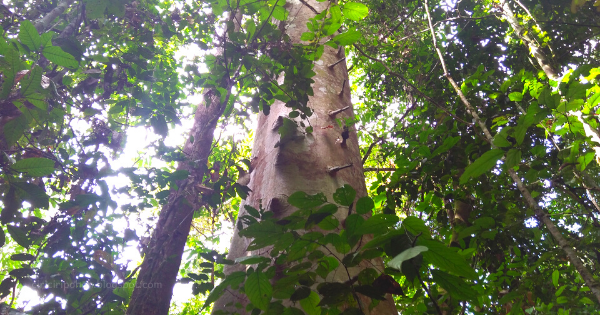 Ciri Ciri Pohon Ulin / Kayu Besi (Ironwood) Di Alam Liar