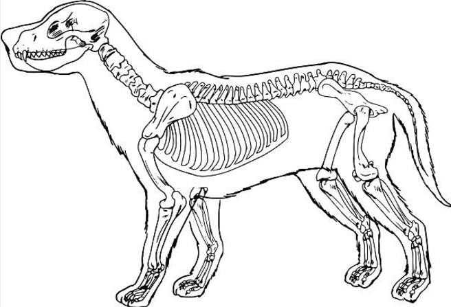 anatomia-cao-anatomy-dog-veterinaria