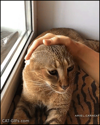Weird Cat GIF • 'Ariel' famous big cat with amazing long ears loves being petted. Good girl ♥ Weird Cat GIF • 'Ariel' famous big cat with amazing long ears loves being petted. Good girl ♥