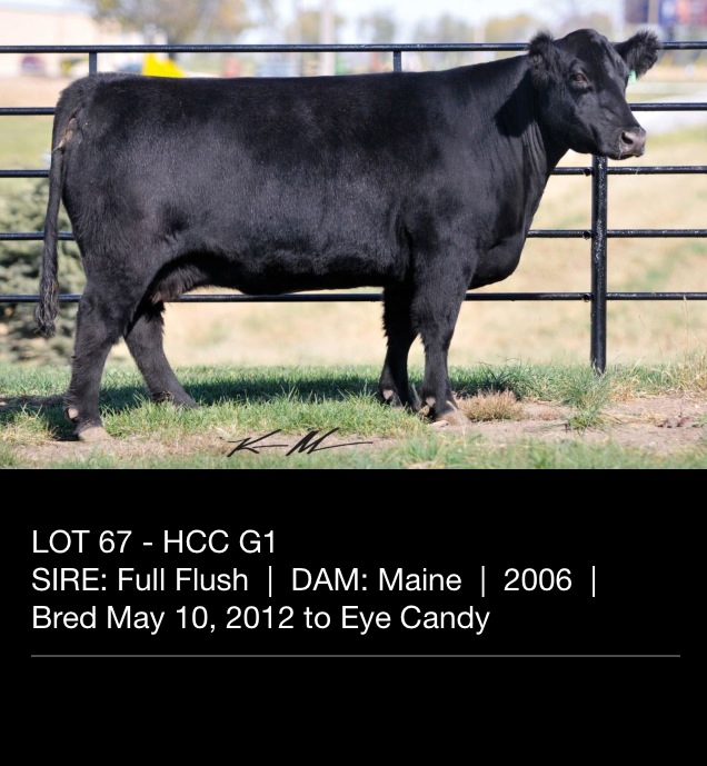 Trausch Farms Huston Cattle Company Illinois