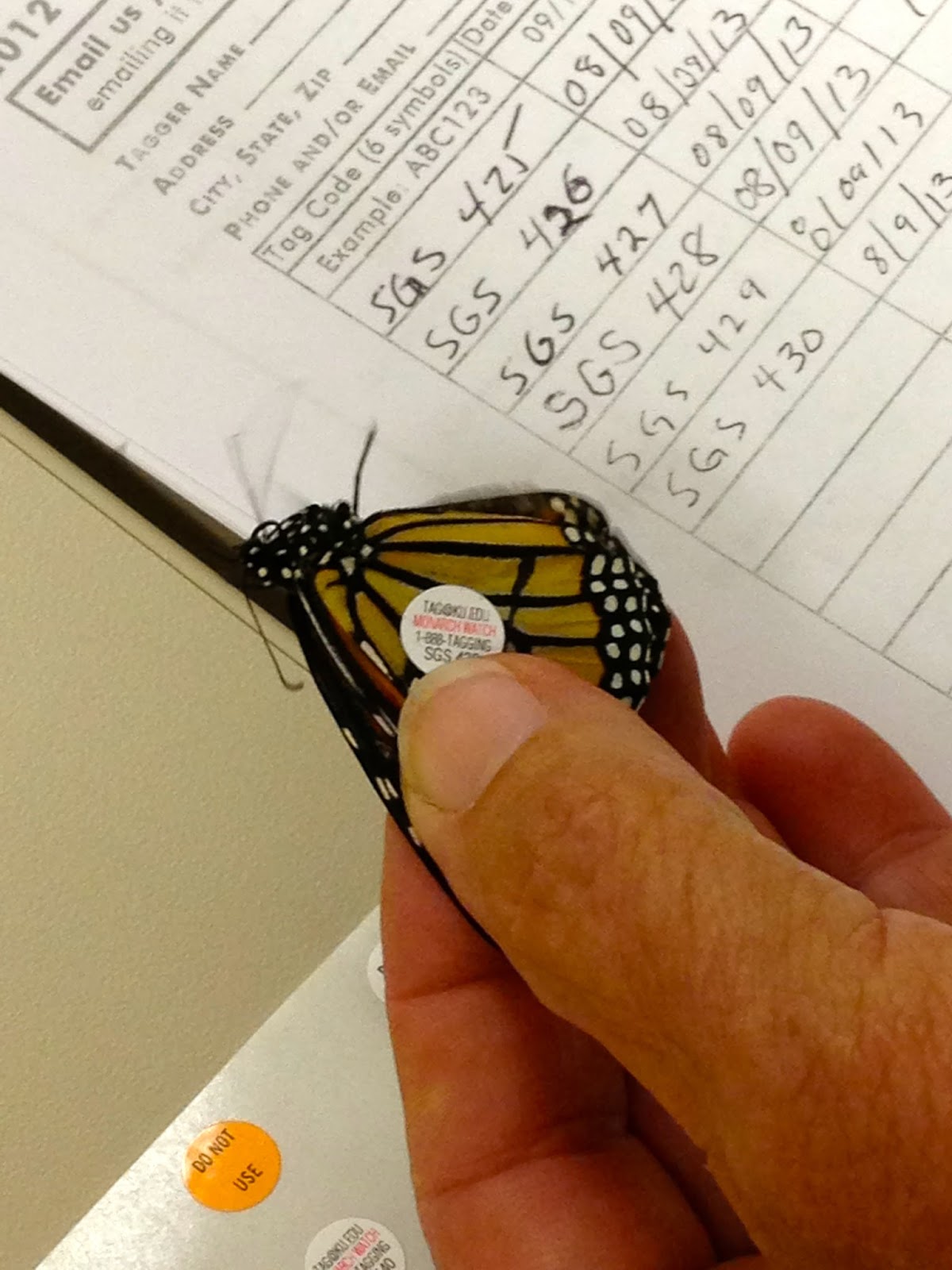 Along Slap Out Gully Tagging a monarch butterfly