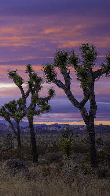 Sunset, desert, trees, bushes, mountains