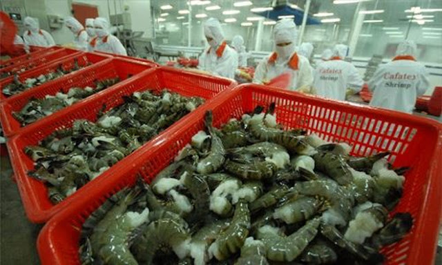 VNTB- Xuất khẩu tôm điêu đứng vì ‘kinh tế thị trường XHCN’
