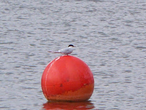 Arctic Tern