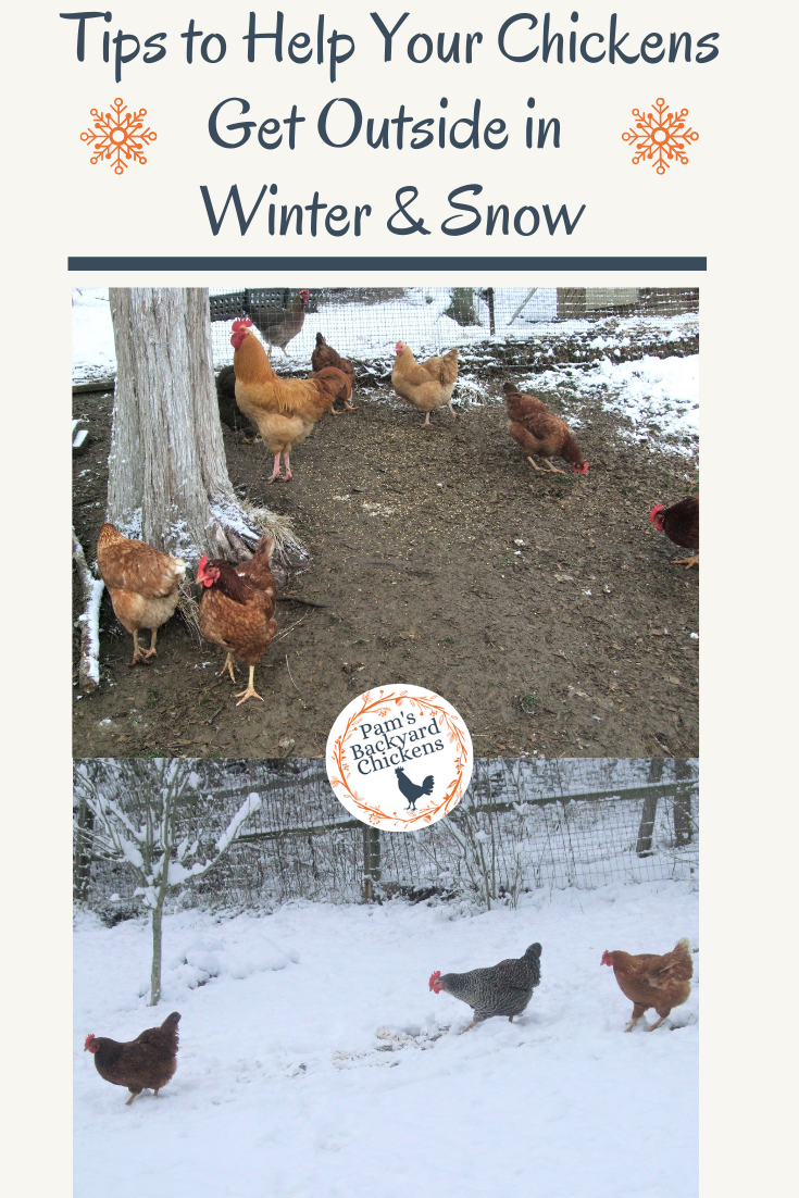 Pam's Backyard Chickens Tips to Help Your Chickens Get Outside in Winter & Snow