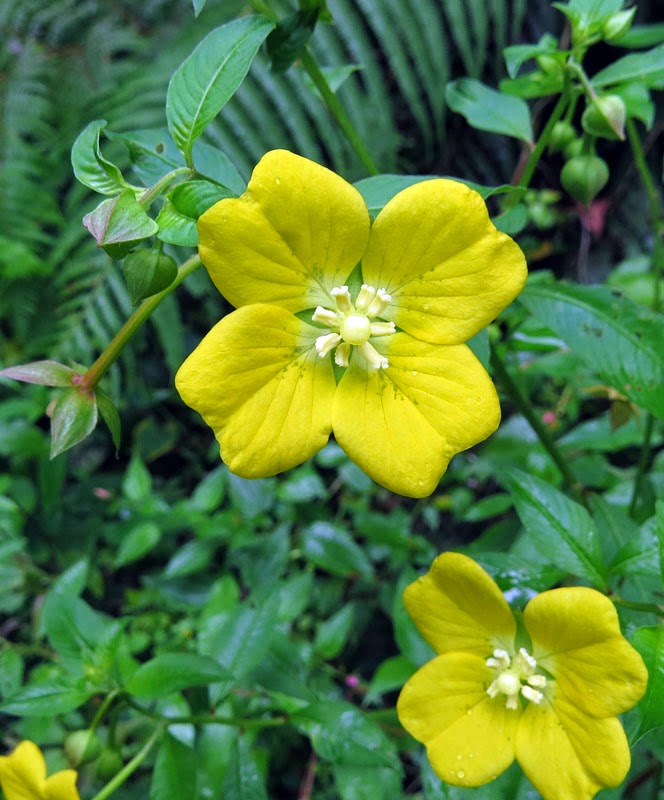 Birdernaturalist Plants of Jamaica