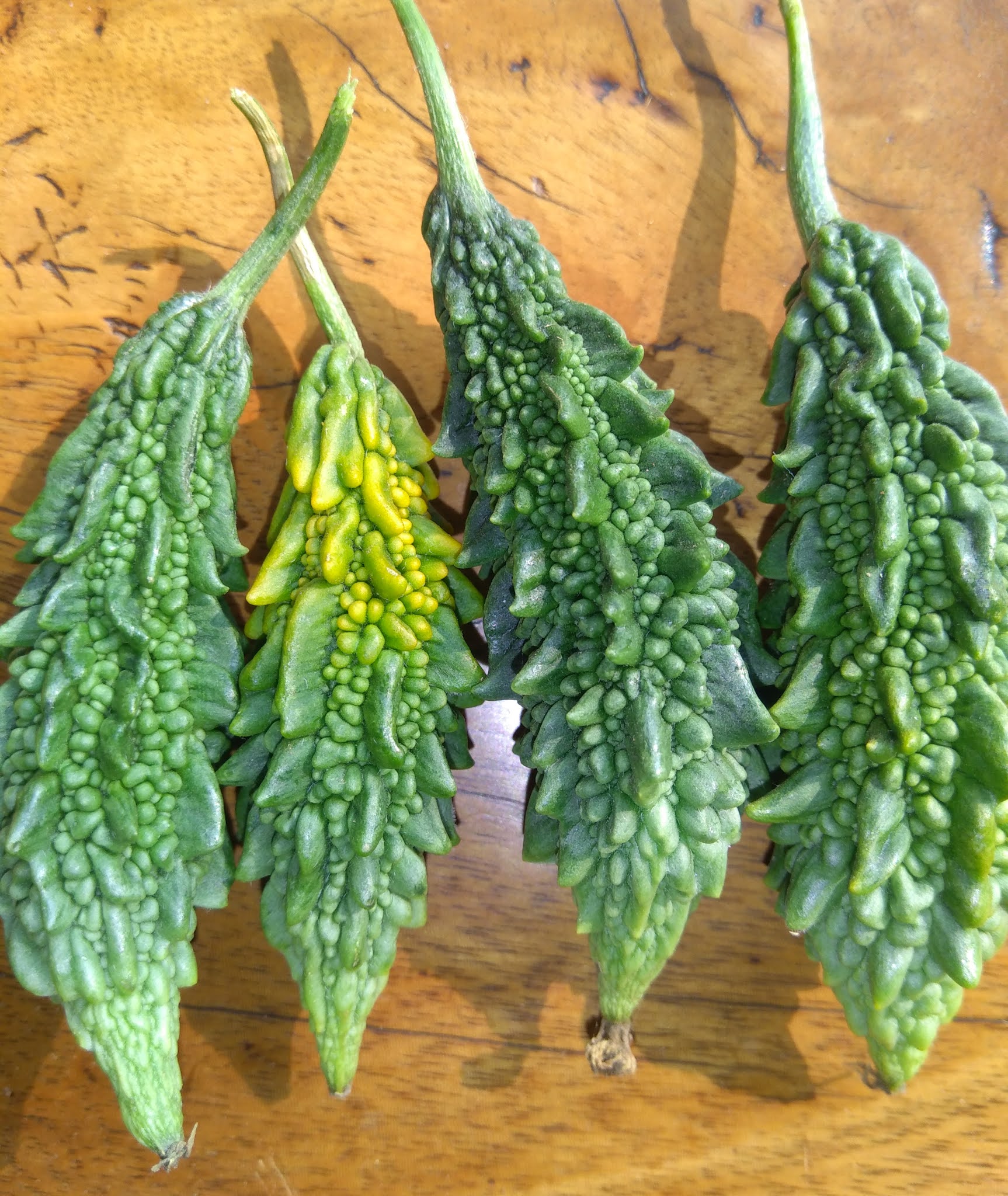 Interesting Facts about Bitter gourd.