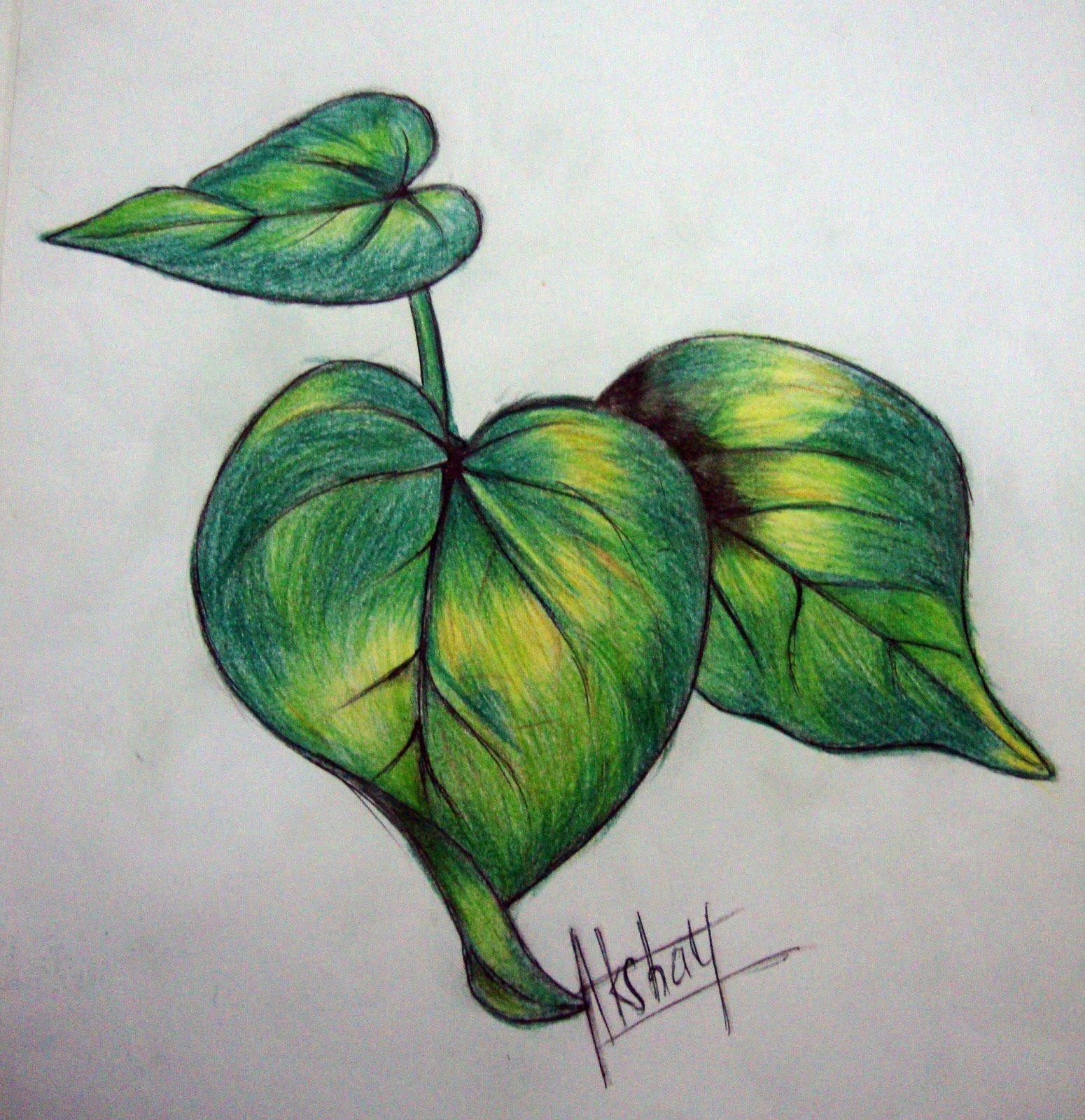akshayartcorner colour pencil sketches (leaf study)