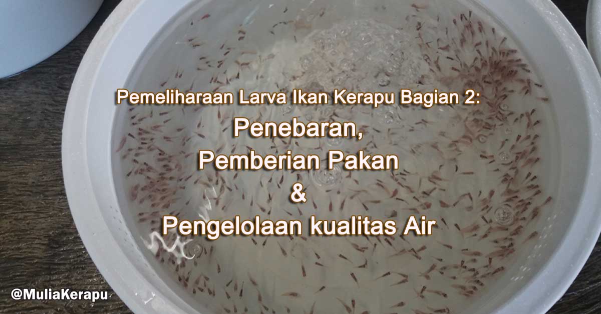 pemeliharaan larva ikan kerapu bagian 2 penebaran pemeliharaan larva ikan kerapu bagian 2 penebaran