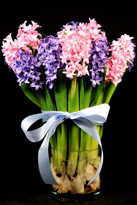 pink and purple hyacinth valentine's day colors flowers