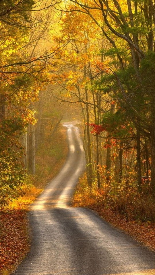  Autumn Path   Android Best Wallpaper