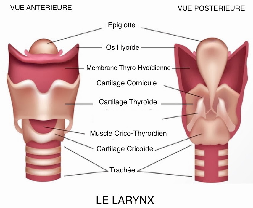 Blog 75 Infos santéAdolescents, la mue de la voix