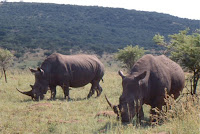 RSA-rhinocéros