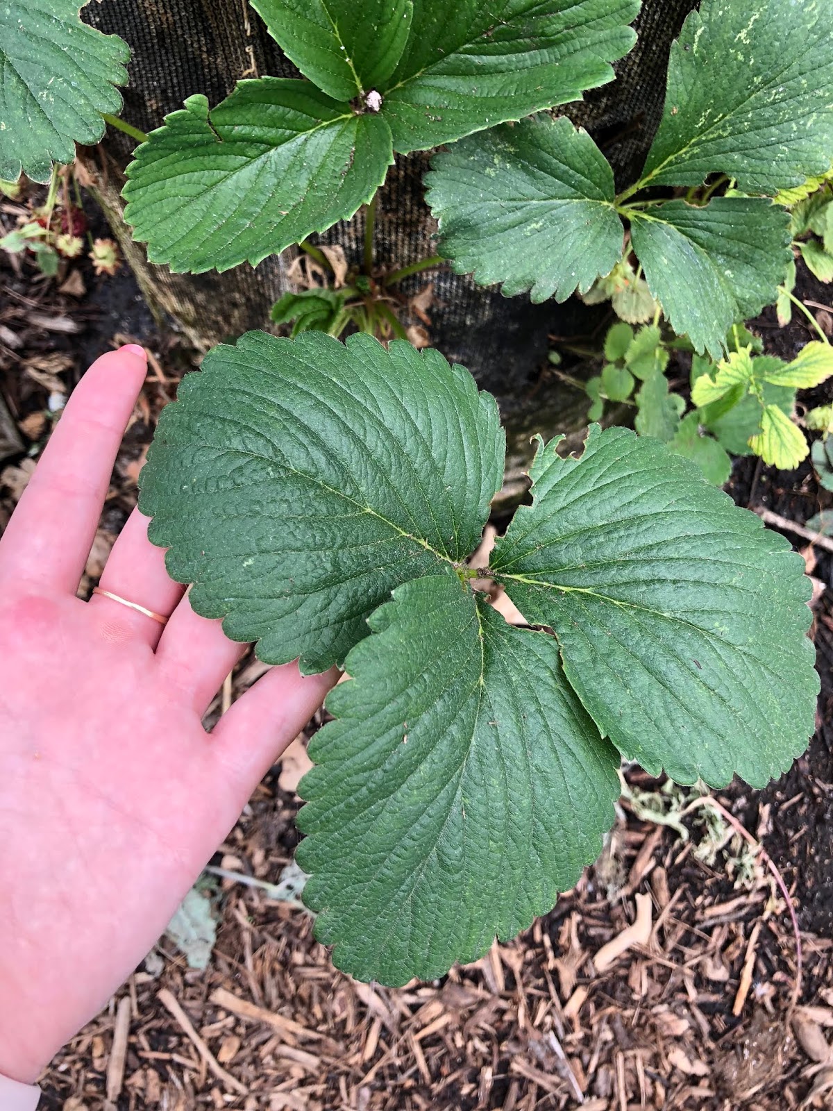COHorts Growing Strawberries. Vertically!