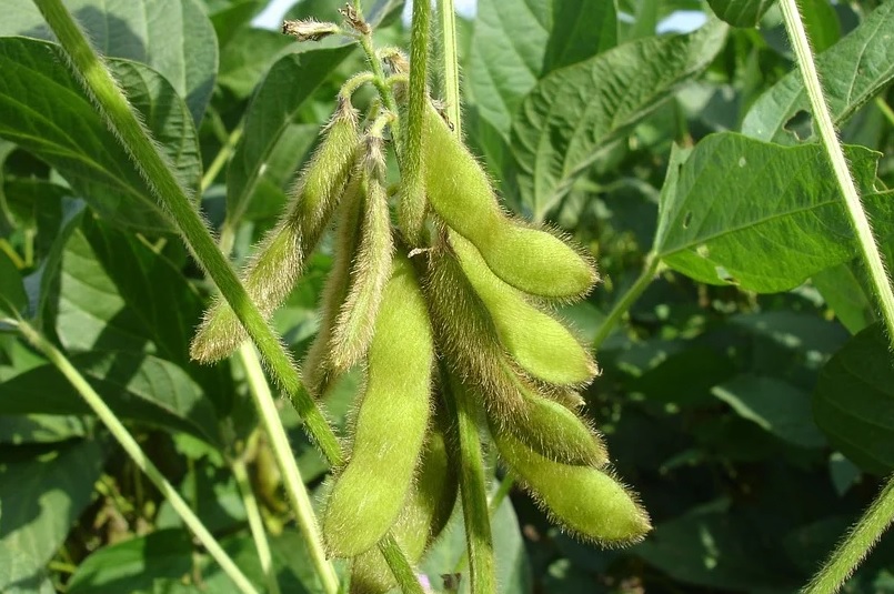 Cultivation of Soybean; A Complete Information Guide AgrovistaFarming
